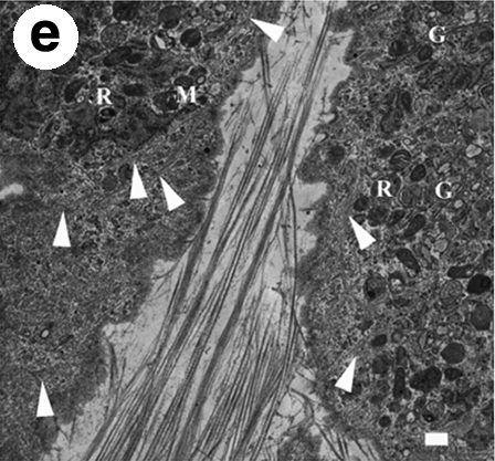 FIG. 7.