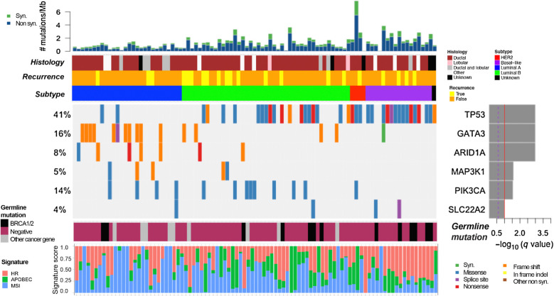 Figure 1. Significant SNVs, short indels, and signature analysis. Comutation plot showing recurrent somatic alterations in significantly mutated genes across the cohort (N = 93) as analyzed by MutSig2CV. TP53, GATA3, ARID1A, MAP3K1, PIK3CA, and SLC22A2 are significantly mutated. The P values were computed using the Fisher method and truncated product method. FDR (q values) were generated using the Benjamini–Hochberg method to correct for multiple hypotheses. Genes that have a −log10 q-value ≥1 (red line) are considered significant. Bar graph (top) depicts the TMB (mutations/megabase) of each patient's tumor samples, followed by clinical annotations depicting histology, disease recurrence, and breast cancer subtype (key to the right of panel). Bottom panel annotations show cancer-specific pathogenic germline variants, and somatic mutational signatures of homologous recombination (HR) deficiency, APOBEC activity, and microsatellite instability (MSI).