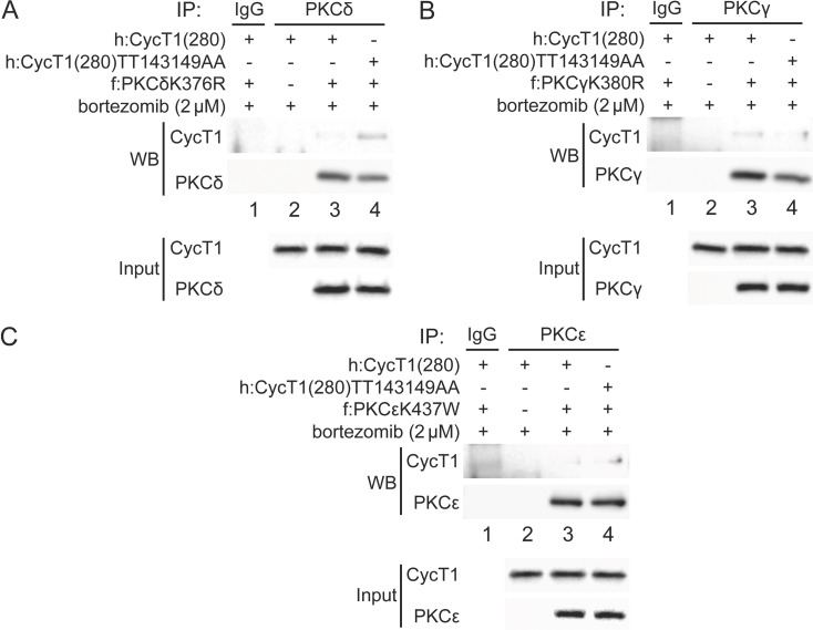 Figure 5—figure supplement 1.