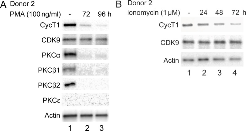 Figure 6—figure supplement 1.