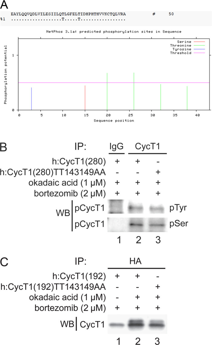 Figure 2—figure supplement 1.