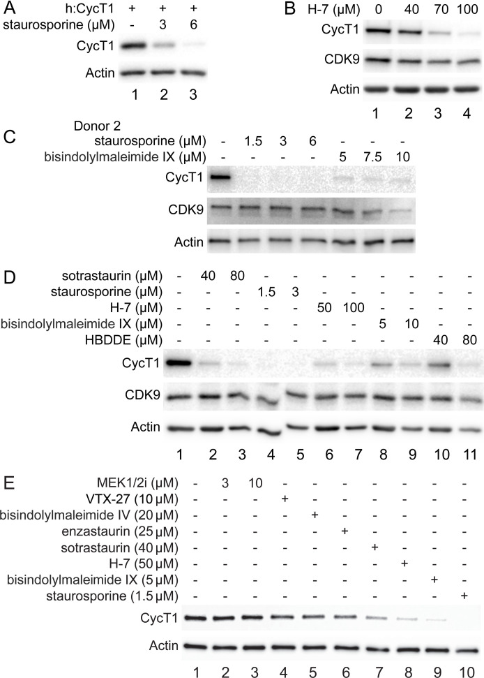 Figure 4—figure supplement 1.