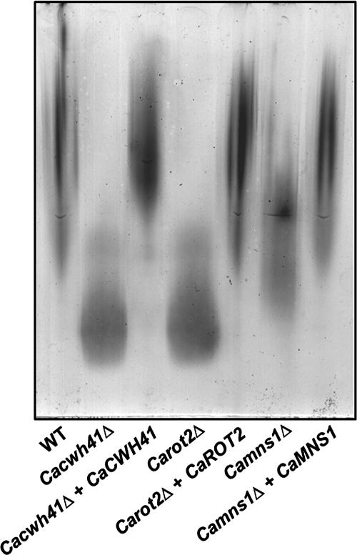 FIG. 2.