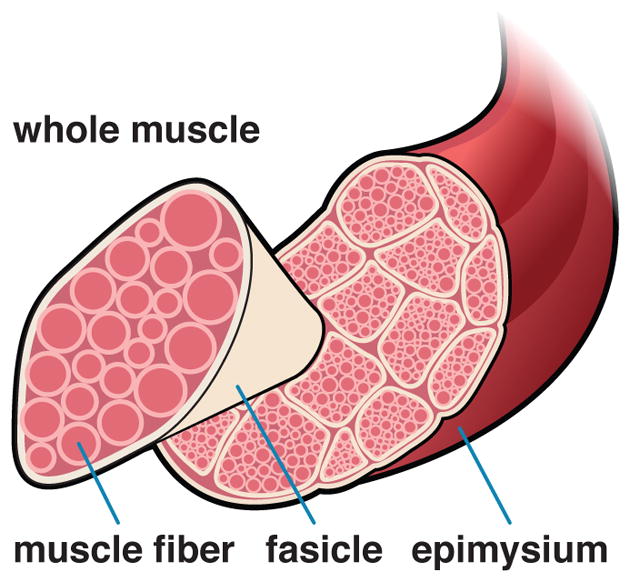 Fig. 10