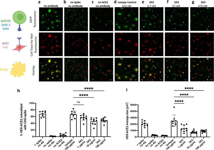 Figure 5—figure supplement 1.