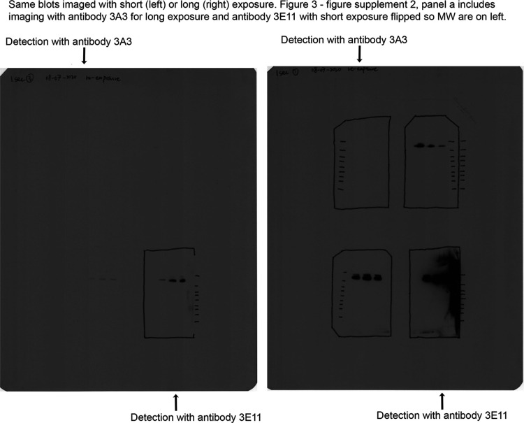 Figure 3—figure supplement 3.