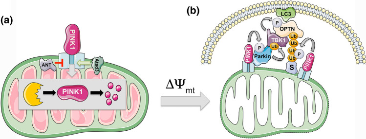 Fig. 2