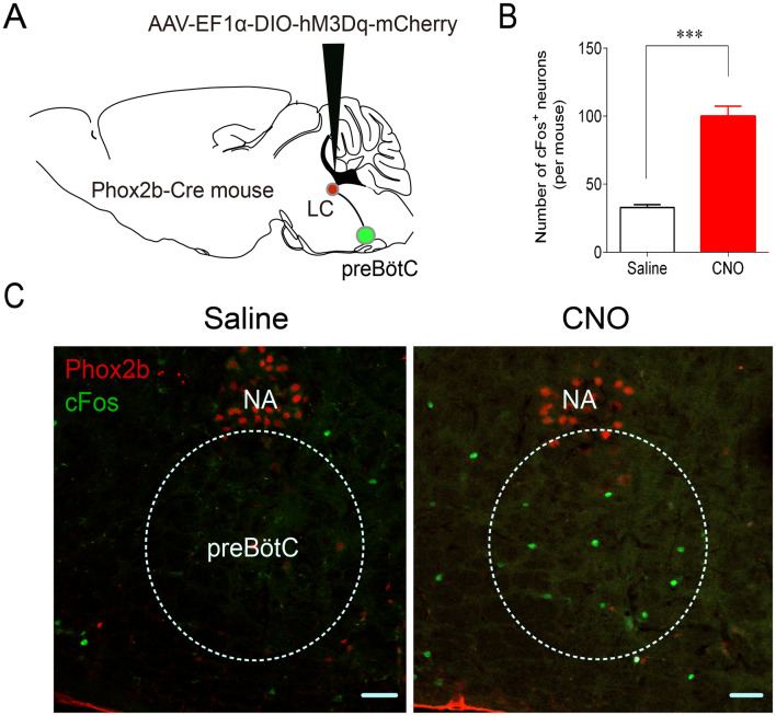 Fig. 7