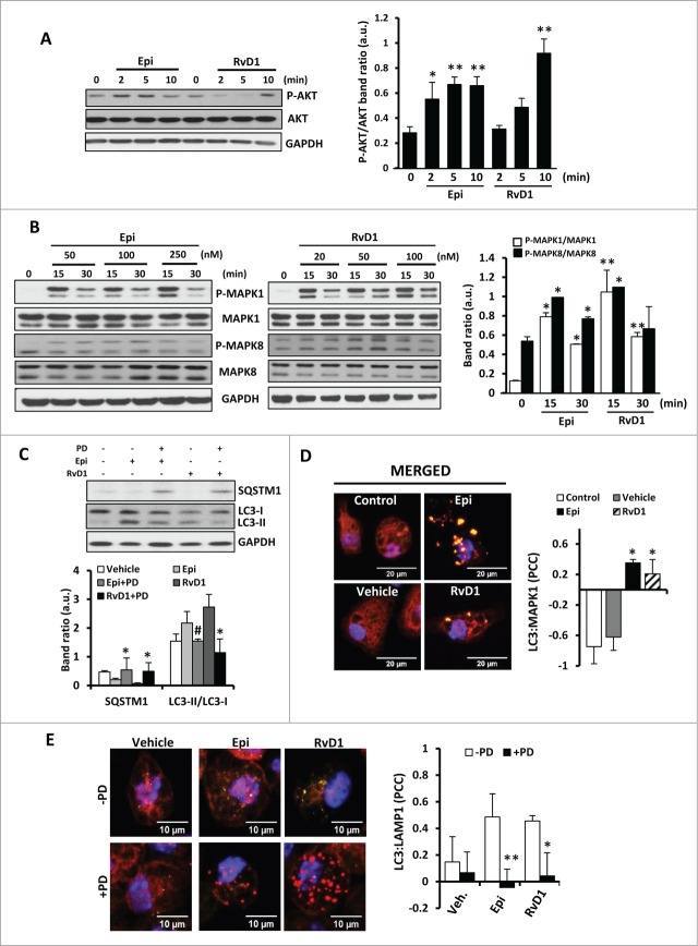 Figure 4 (See previous page).