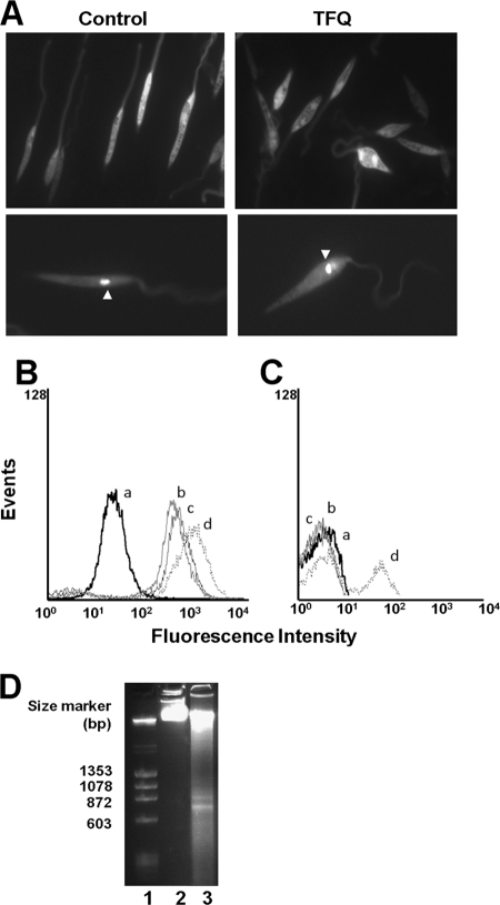 FIG. 7.