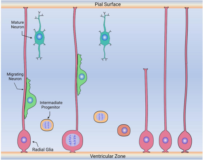 Radial glia and radial glia-like cells: Their role in neurogenesis and ...