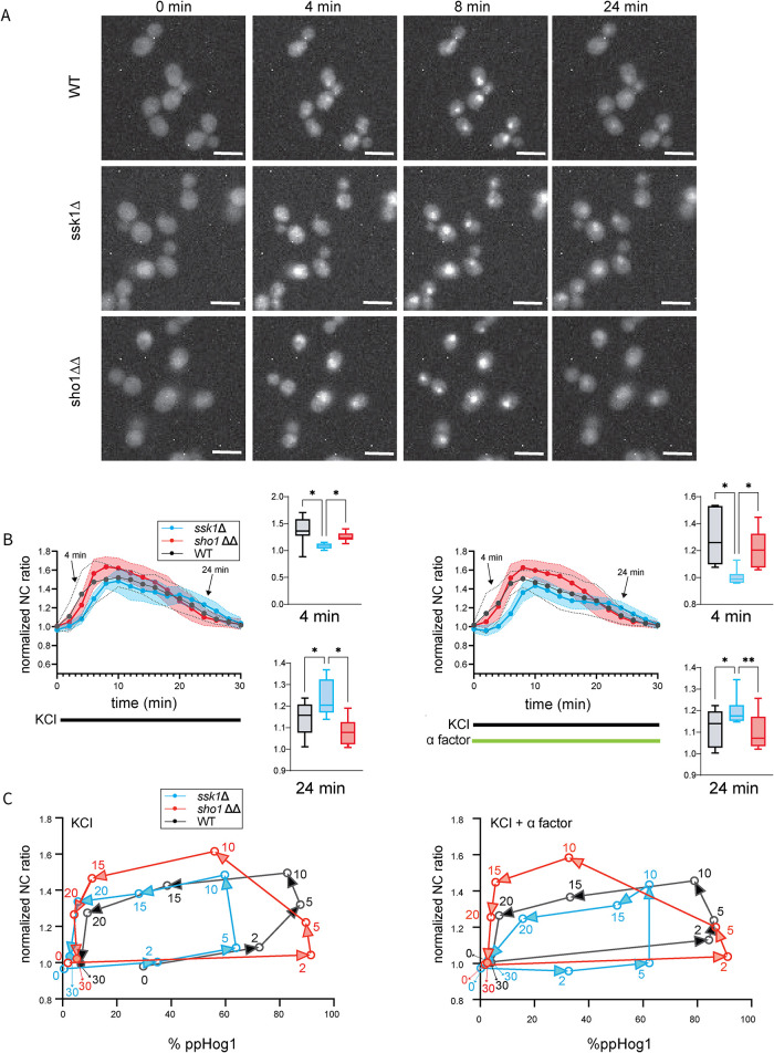 FIGURE 4: