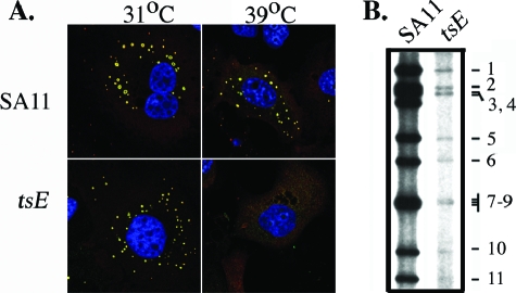 FIG. 4.