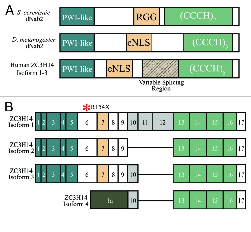 graphic file with name rna-9-555-g1.jpg