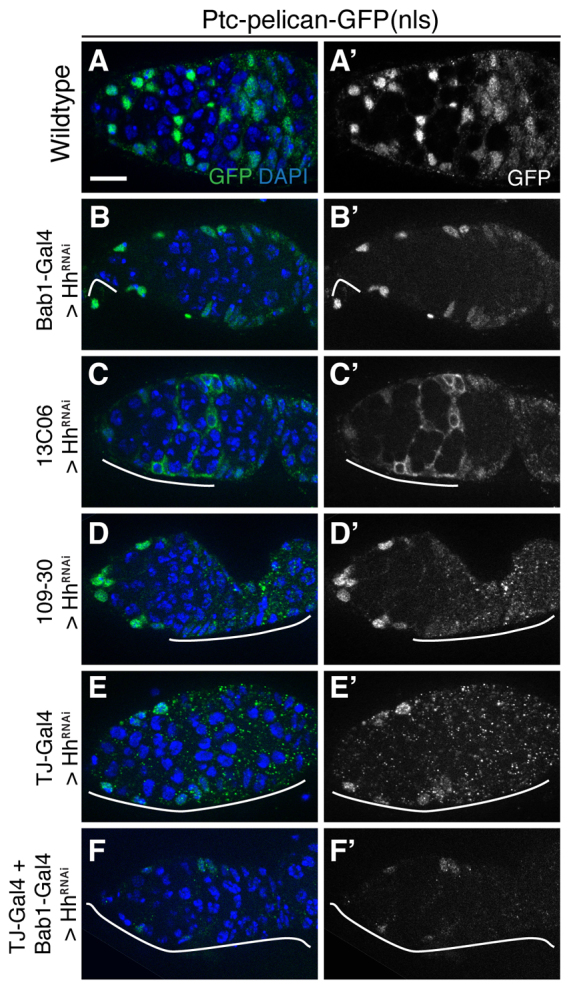 Fig. 6.