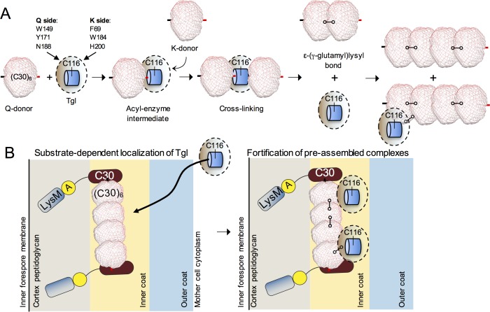 Fig 8