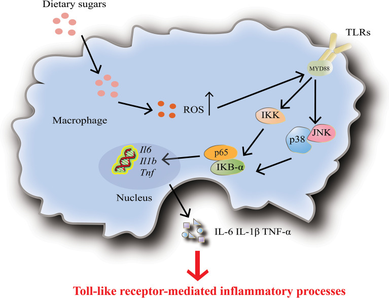 Figure 4