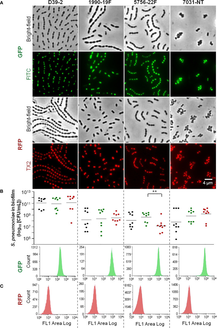 Figure 1