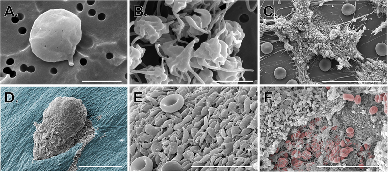 Figure 2: