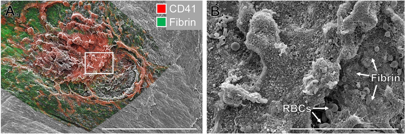 Figure 4: