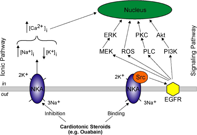 FIGURE 3