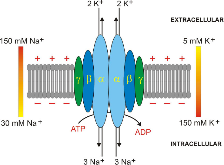 FIGURE 2