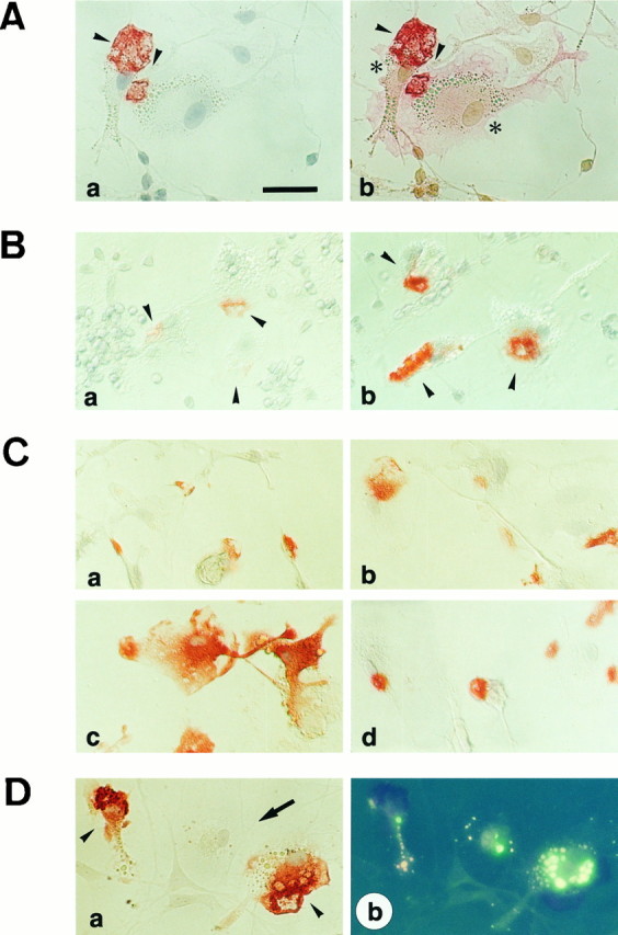 Fig. 5.