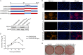 FIG 3