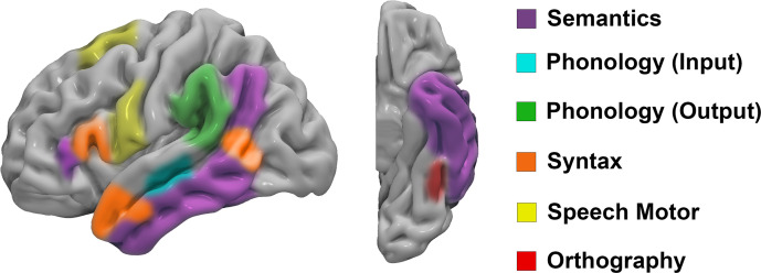 Cortical representation of the dual stream model of language illustrates functional areas for semantic, phonologic, syntactic, orthographic, and speech motor functions.