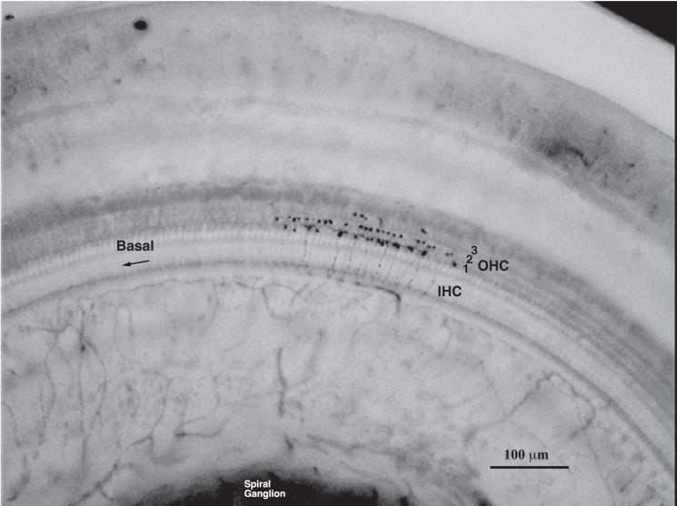 Fig. 2.