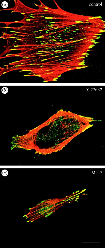 Figure 1.