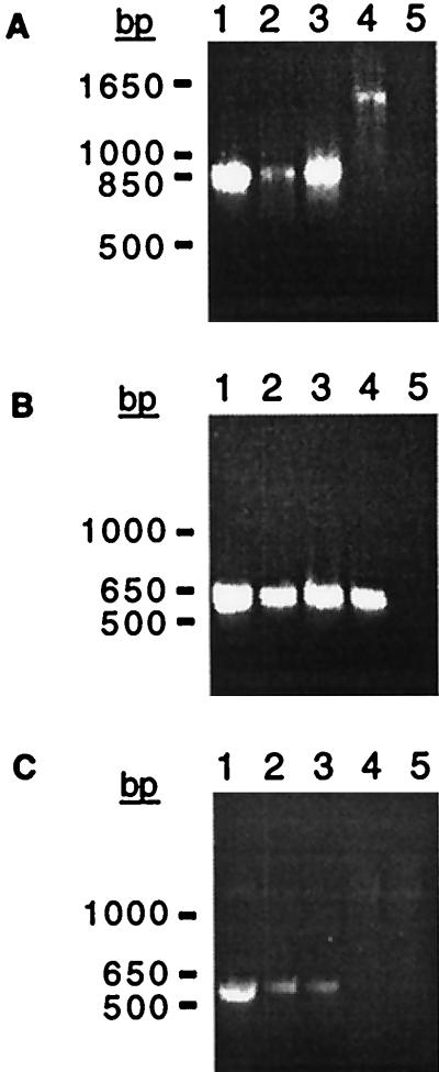 FIG. 5