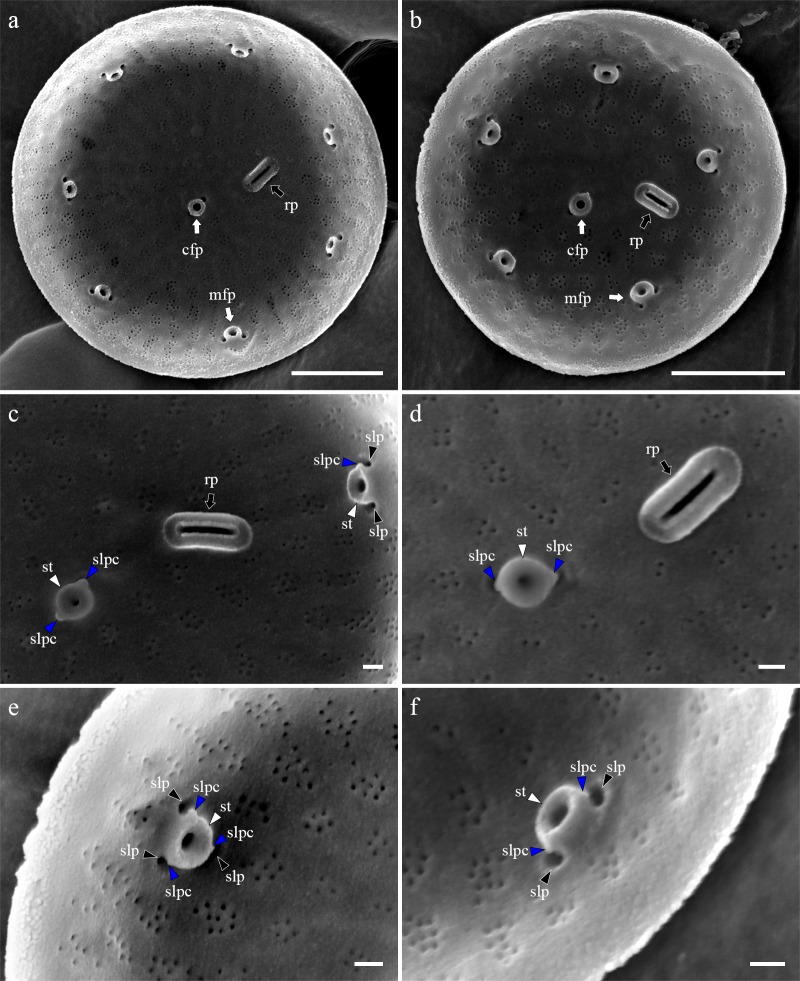 Fig 5