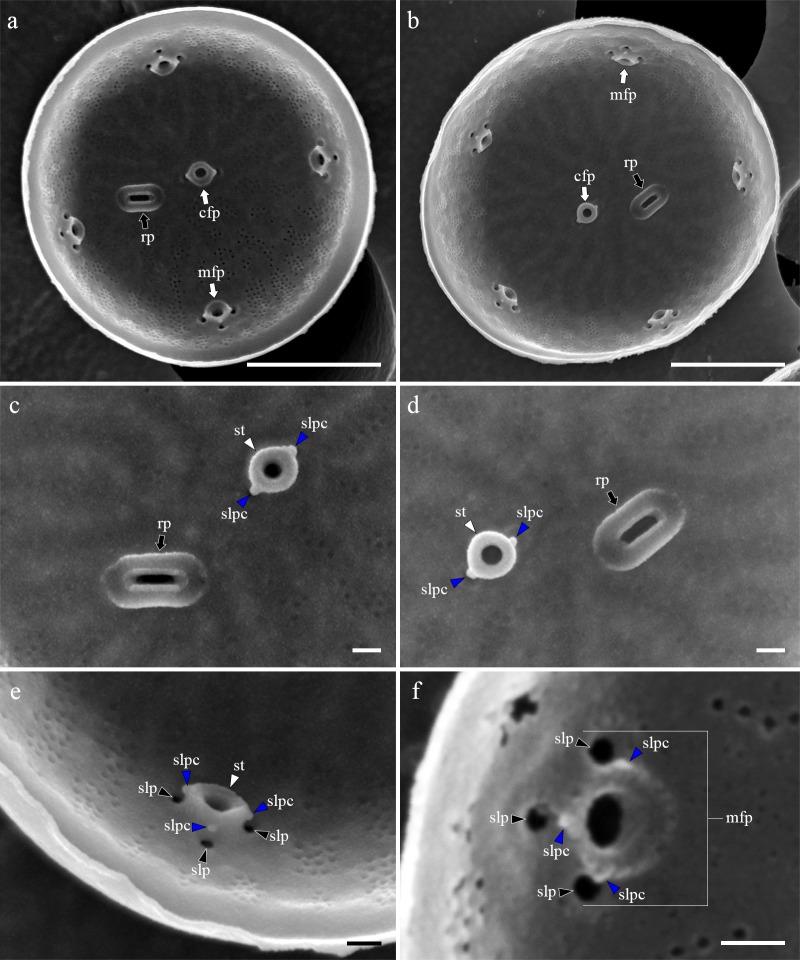 Fig 9