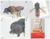 Figure 19