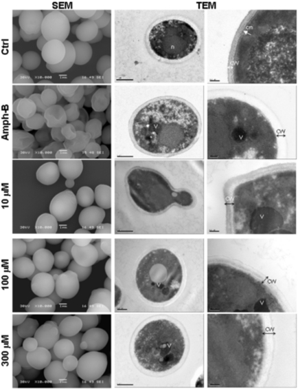 Fig. (2)