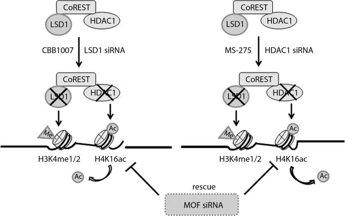 FIG 14