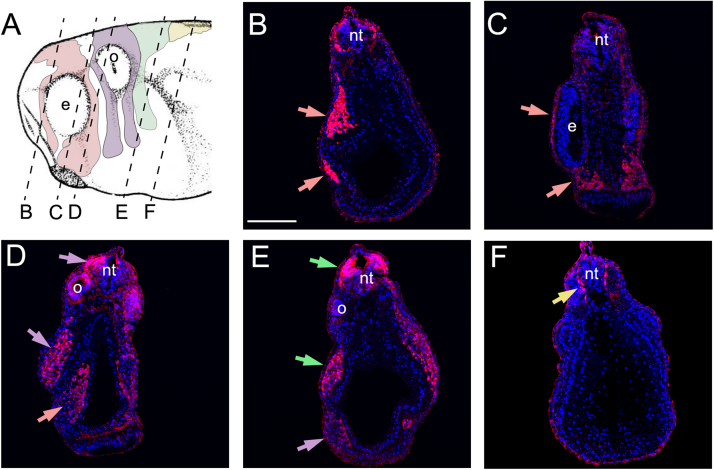 Fig. 6