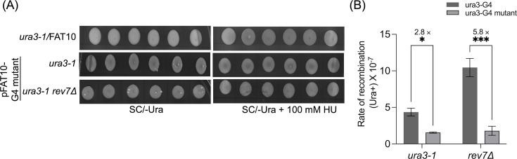 Figure 9—figure supplement 1.