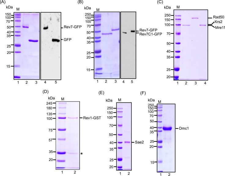 Figure 1—figure supplement 1.