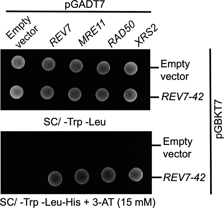 Figure 2—figure supplement 1.