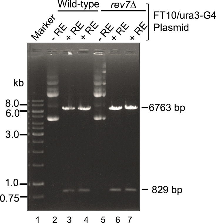 Figure 9—figure supplement 2.