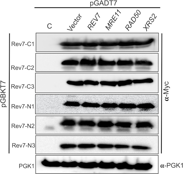 Figure 2—figure supplement 2.