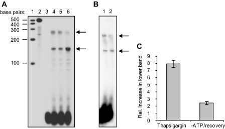 FIGURE 1.