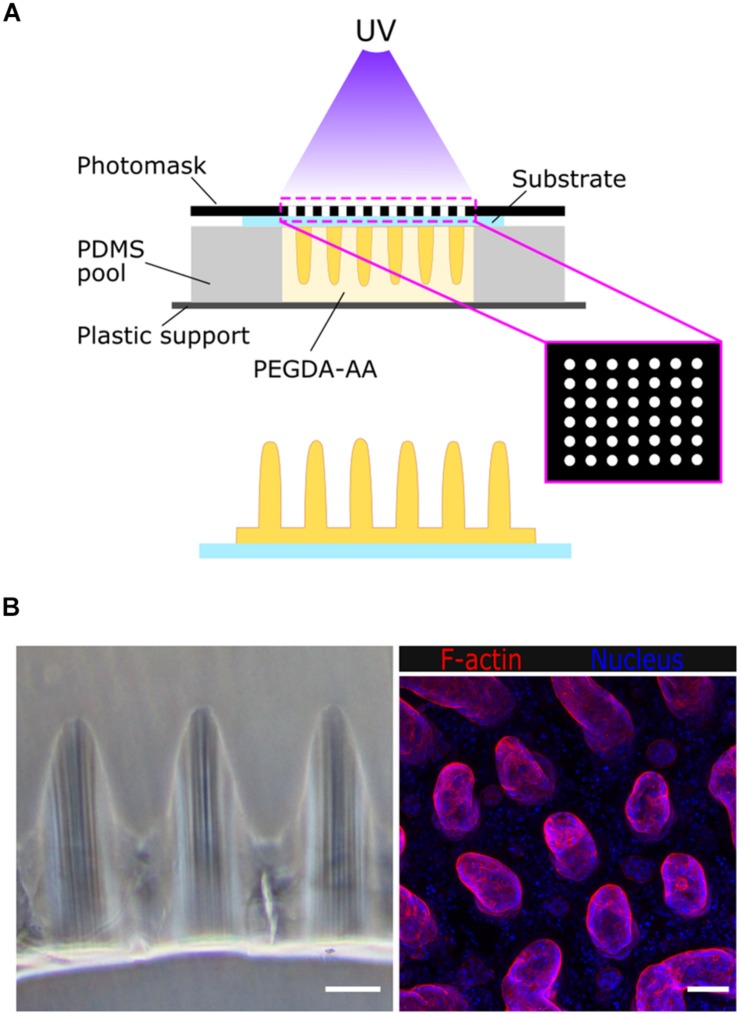 FIGURE 1