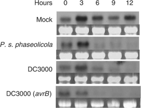 Figure 5