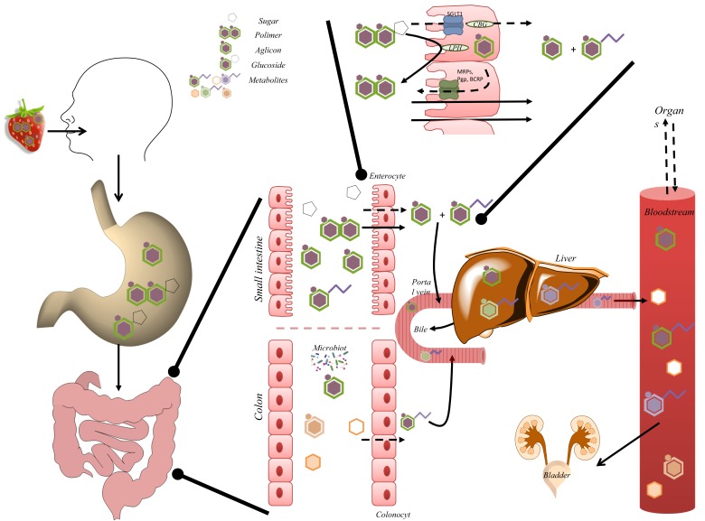 Fig. (4)