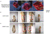 Figure 4: