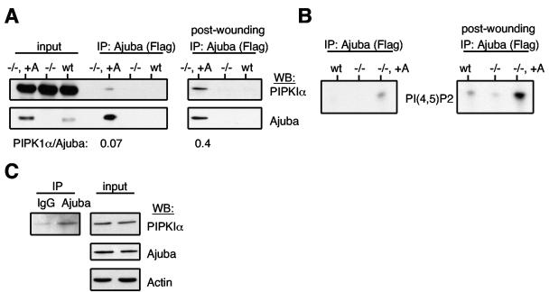 FIG. 2.