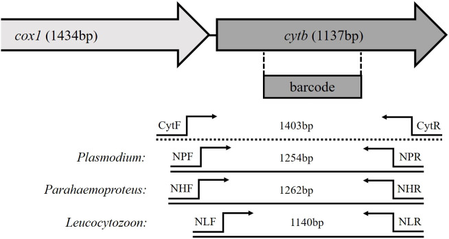 Figure 1